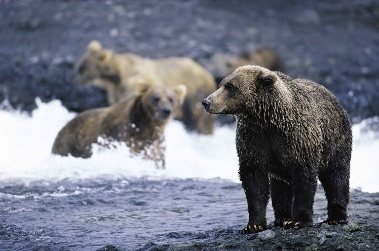 DAS GRIZZLY PROJEKT